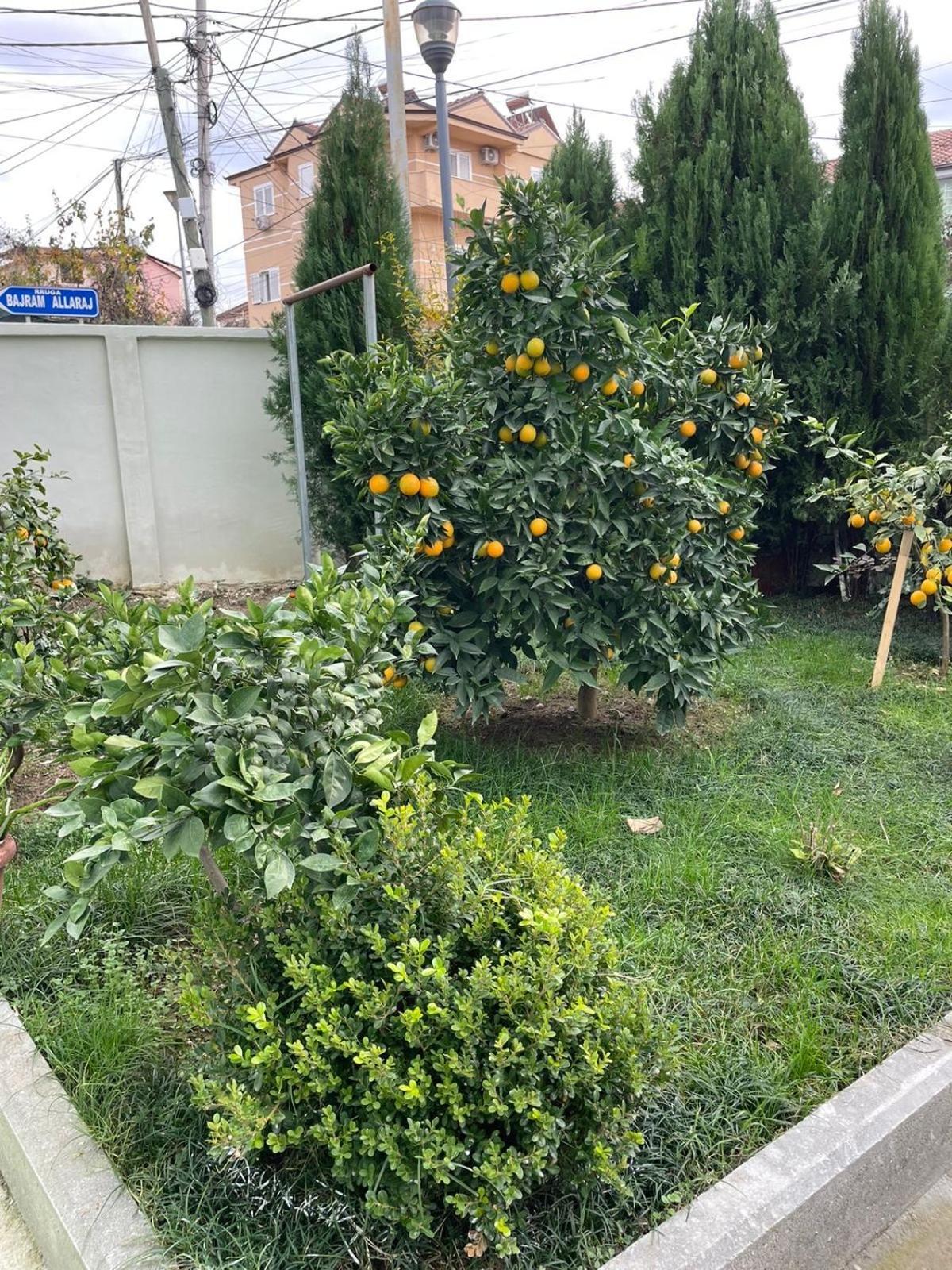 Kevi 'S Place تيرانا المظهر الخارجي الصورة
